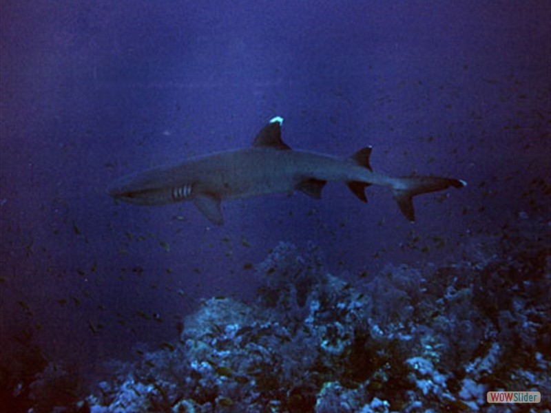 White tip Shark - Elphistone Reef - Egypt