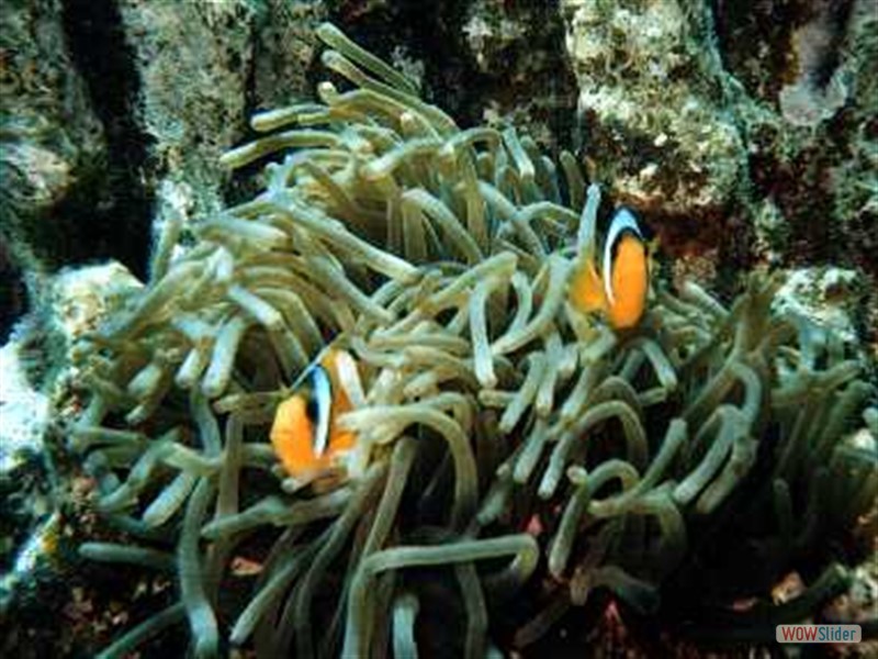 Anemone Reef - Hurghada - Egypt