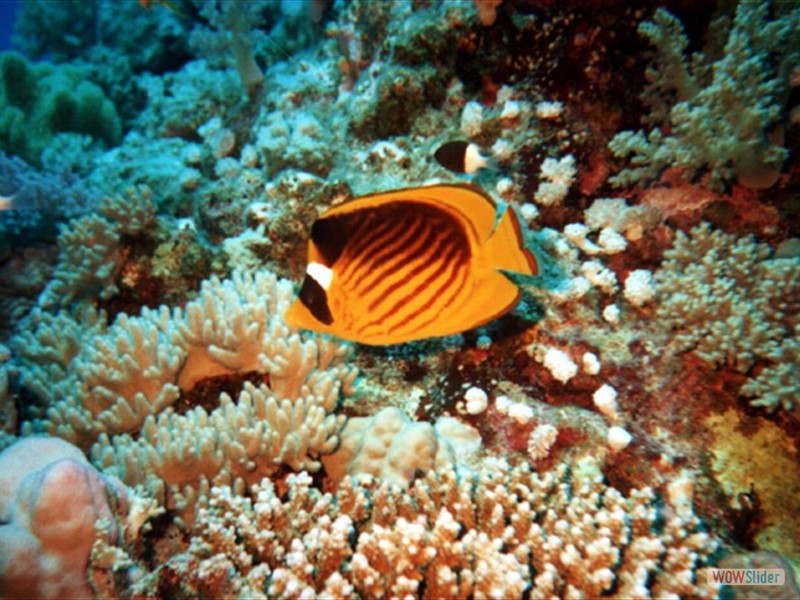 Butterfly fish - Marsa Alam - Egypt