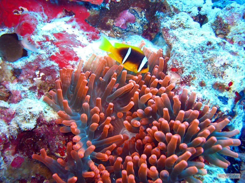 Anemone Fish -  Sharm el Sheikh - Egypt