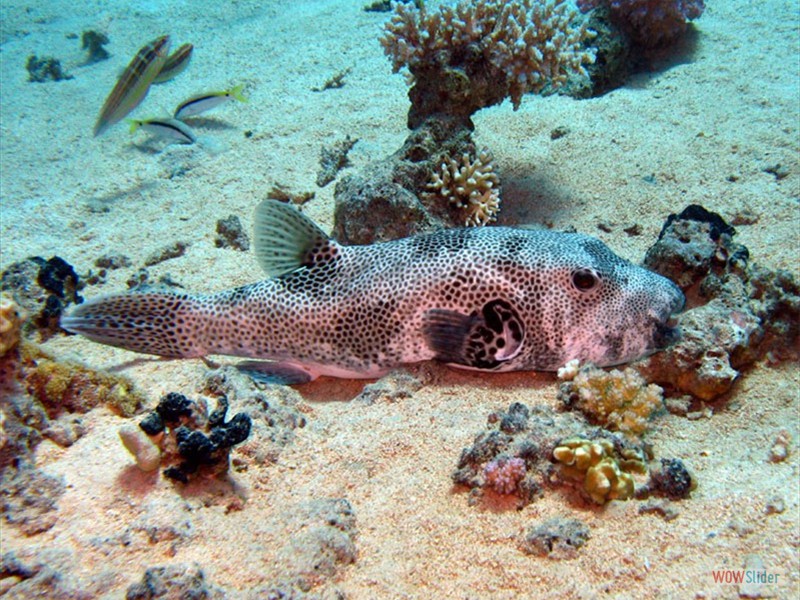 Pufferfish - Hurghada - Egypt
