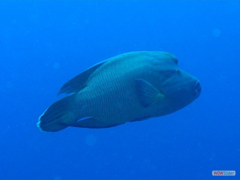 Napoleon Fish - Hurghada - Egypt