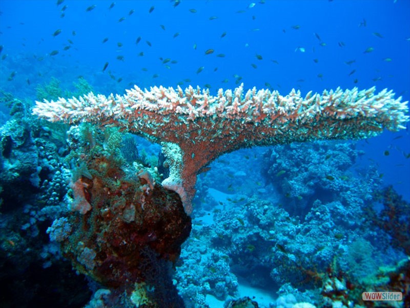 Hard coral - Marsa Alam Egypt
