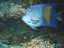 Angelfish - Safaga (Egypt)