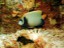 Emperor Angelfish -  Sharm el Sheikh - Egypt