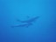 Dolphins - Sharm El Sheikh