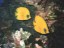 Butterfly fishes- Safaga (Egypt)