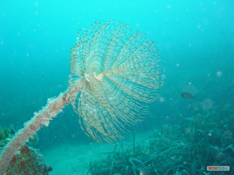 Spirografo Cap Martin (F)