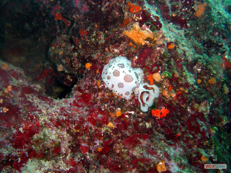 Nudibranco (Discodoris Astromaculata) Cap Martin (F)