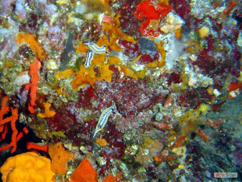 Nudibranchi Cap Martin (F)