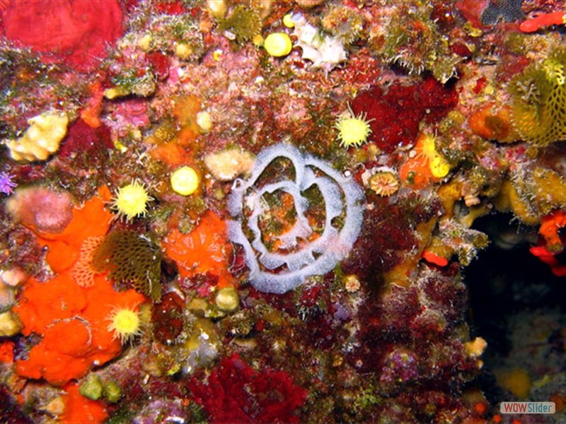 Uova di nudibranco - Cap Martin (F)