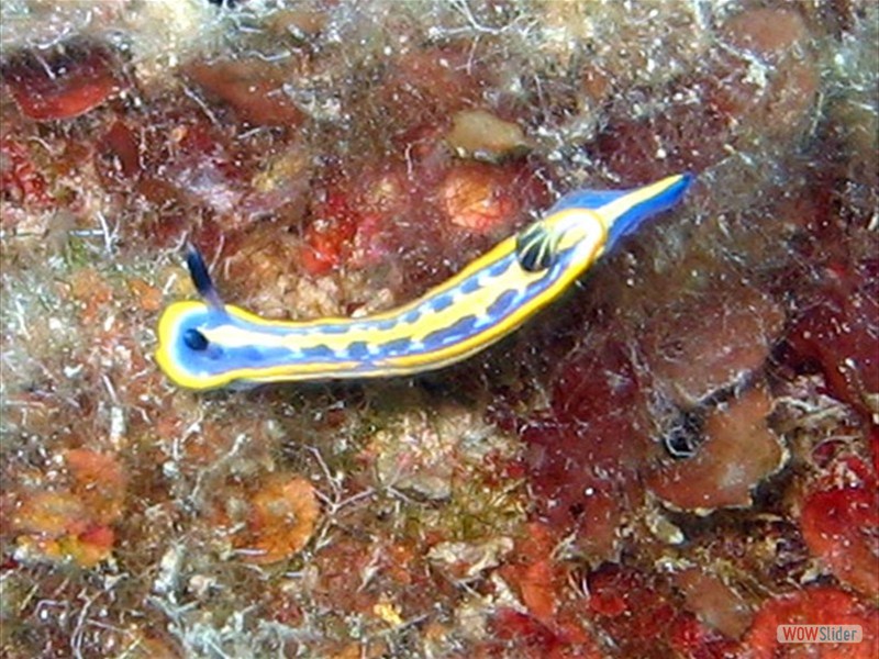 Nudibranch - Cap Martin (F)