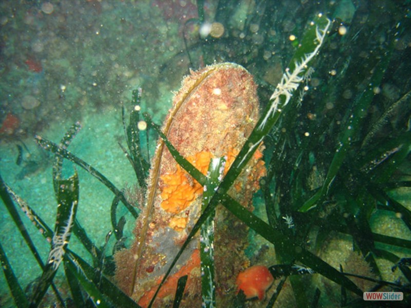 Pinna Nobilis - Port Frejus (F)