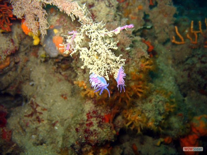 Nudibranco (specie flabellina) Cap Martin (F)