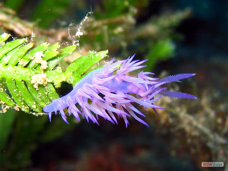 Nudibranco (specie flabellina) Cap Martin (F)