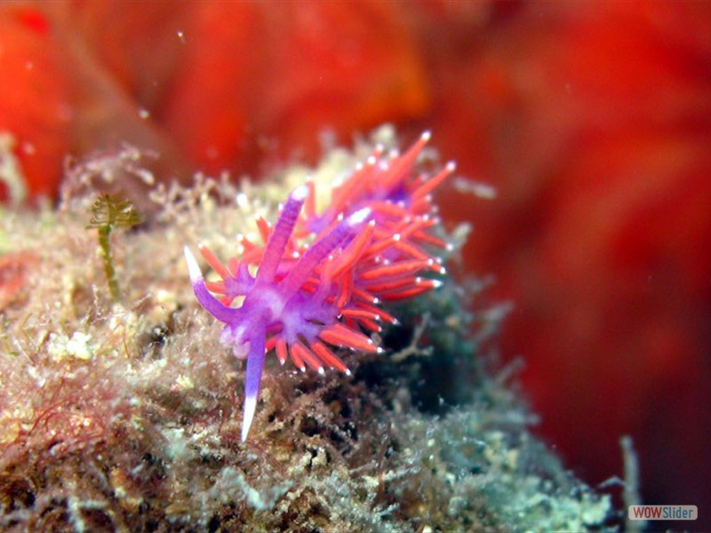 Nudibranco (specie flabellina) Cap Martin (F)