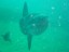 Mola Mola - Pesce Luna - Cap Martin (F)