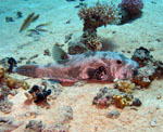 Pesce Palla Stellato - Strait of Tiran - September 2009