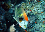 Labride - Strait of Tiran - September 2009