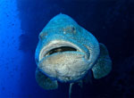 Cernia - Shark Reef . Ras Mohamed Park  - October 2009