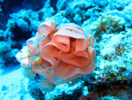 Uova di ballerina spagnola - Shark Reef . Ras Mohamed Park  - October 2009