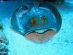 Trigone maculato -  Shark Reef . Ras Mohamed Park  - October 2009
