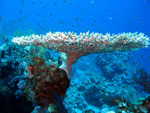 Acropora -  Ras Mohamed Park  - October 2009