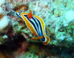 Chromodoris Quadricolor -  Raz Gozlani . Ras Mohamed Park  - October 2009