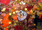 Uova di nudibranco - Cap Ferrat - Parete della Grotta