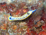 nudibranco - Cap Ferrat - Parete della Grotta