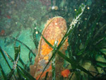 Pinna Nobilis - La Piscina - Menton