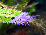 FLABELLINA AFFINIS su Caulerpa Taxifolia  "la Piscina" - Cap Martin - Menton (FRANCIA) agosto 2007