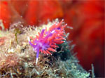 Flabellina - Nudibranco - Cap Martin Menton "il tubo" giugno 2008