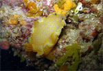 Nudibranco -  S. Jean Cap Ferrat - Gennaio 2009