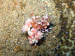 Harlequin Shrimp - Bunaken Nationl Park - House Reef Tasik Ria November 2007