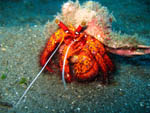 Paguro - Bunaken National Park - November 2007