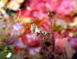 Sea Horse - Bunaken National Park - Lekuan 3 - November 2007