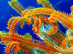 Crab in feather star - Bunaken National Park - November 2007