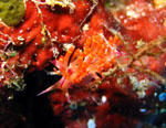 Nudibranco - Bunaken National Park - November 2007