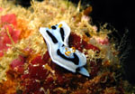 Nudibranco - Bunaken National Park - November 2007