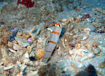 Gobi Fish - Bunaken National Park - November 2007
