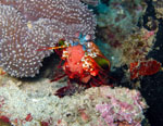 Mantis Shrimp with eggs - Bunaken National Park - November 2007