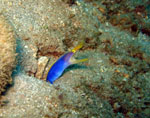 Blue Ribbon Eel - Bunaken National Park - November 2007