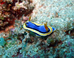 Nudibranco - Bunaken National Park - November 2007