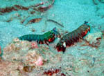 Mantis Shrimps mating - Bunaken National Park - November 2007