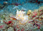 Nudibranco - Bunaken National Park - November 2007