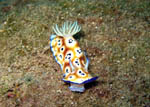 Chromodoris Leopard - Bunaken National Park - November 2007
