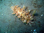 Nudibranco - Bunaken National Park - November 2007