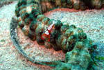 Emperor Shrimp - Bunaken National Park - November 2007