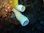 Sea Sponges -  Bunaken National Park - November 2007
